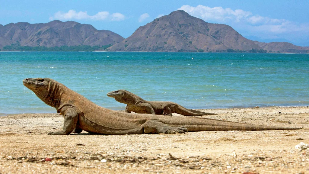 A photo of a Komodo dragon in Komodo Park