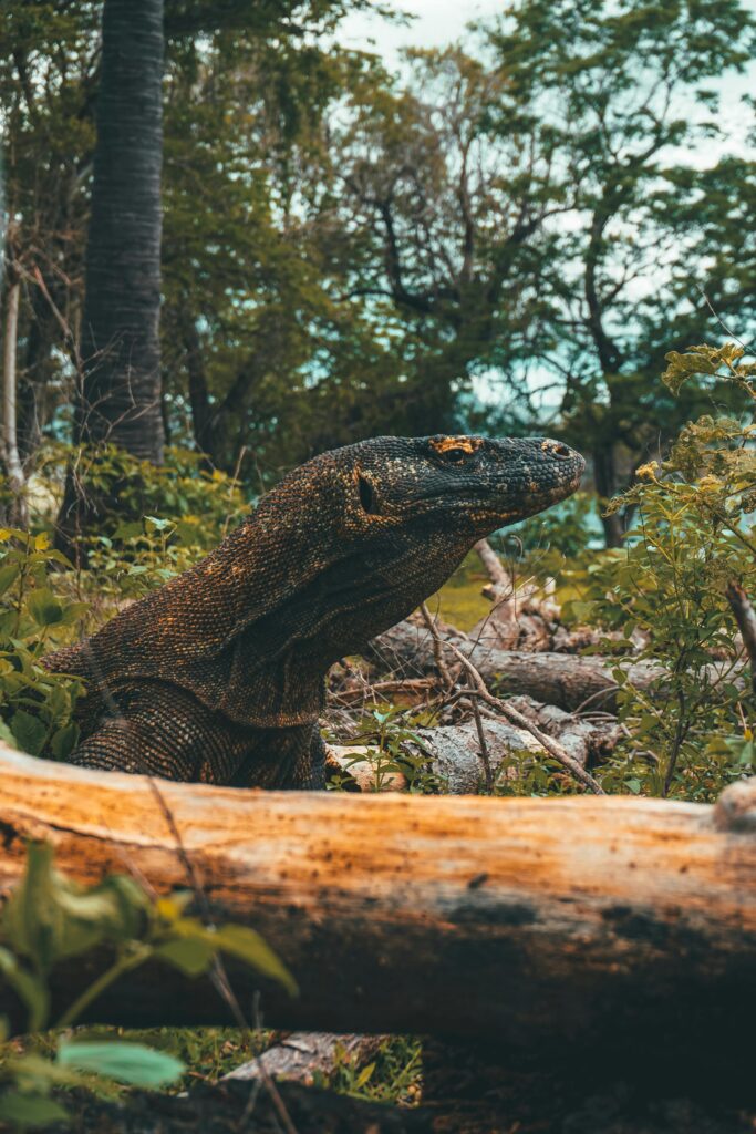 pexels-labskiii-6392700_11zon