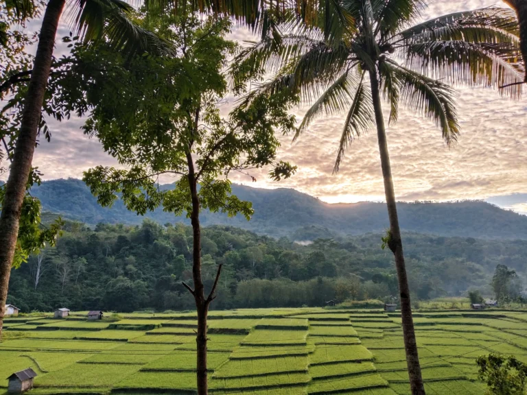 Rice Terrace Liang Galang_11zon