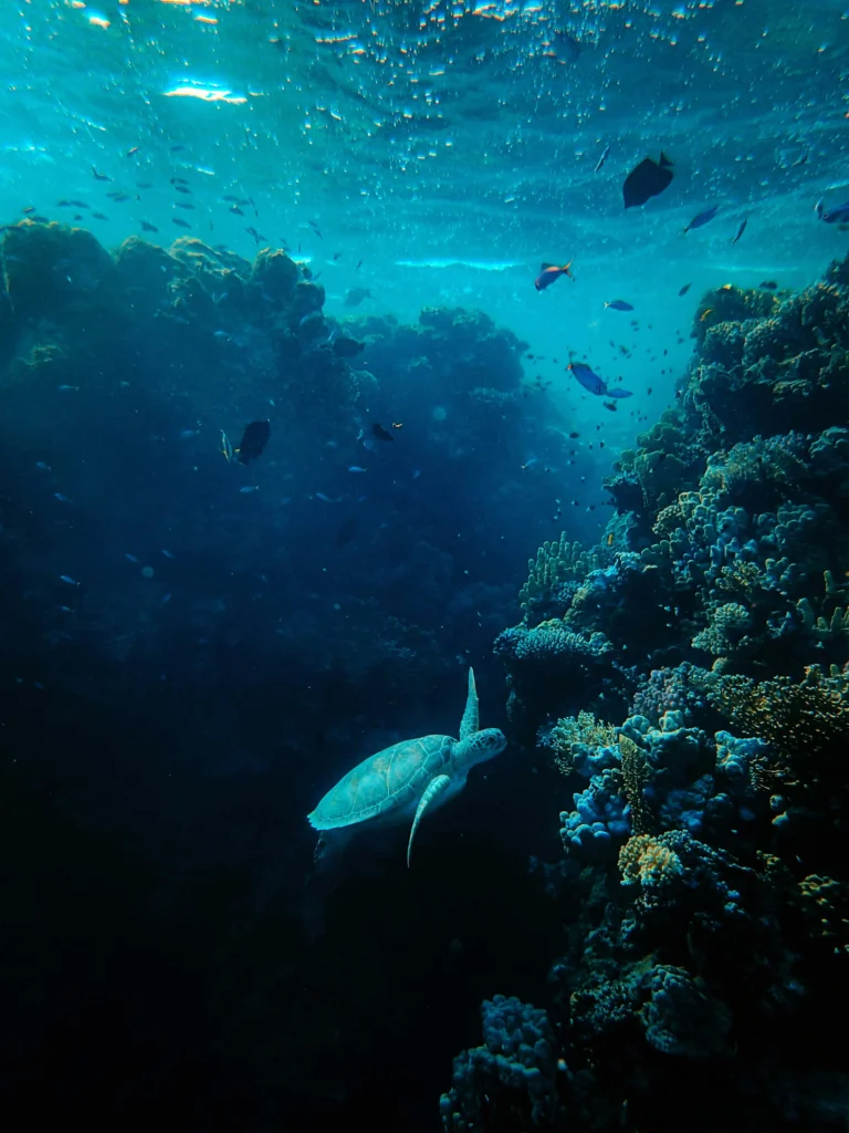 A photo of a snorkeler in the clear waters of Manjarite