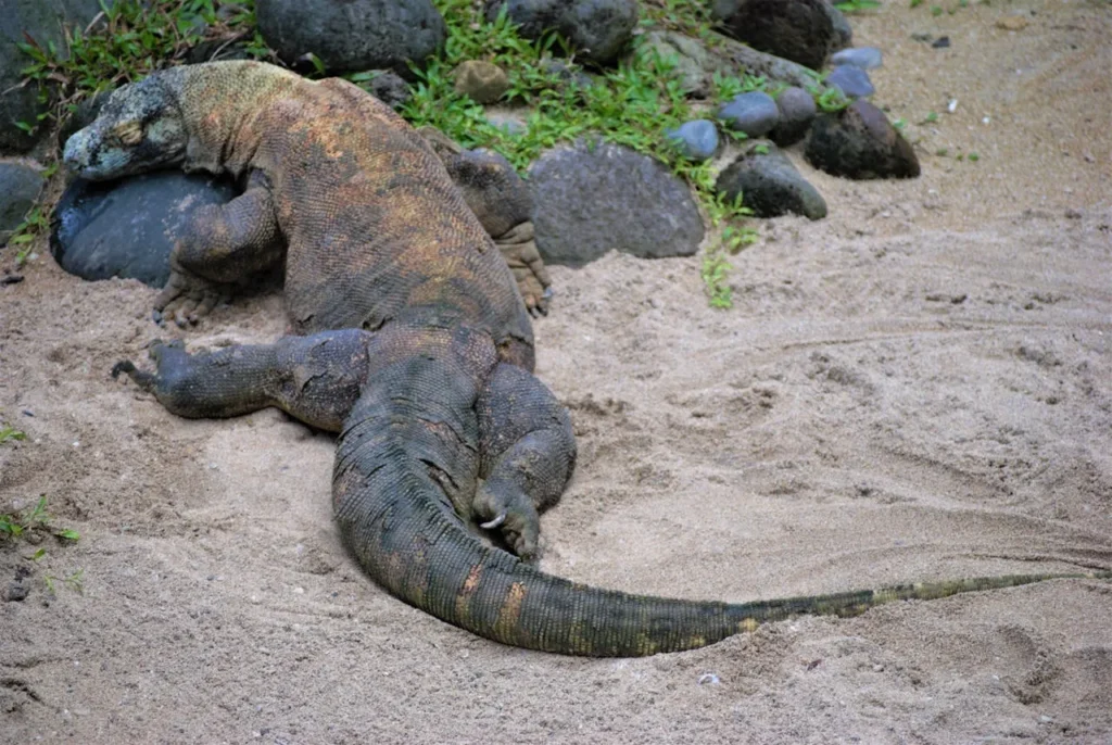 Komodo dragon in Komodo National Park