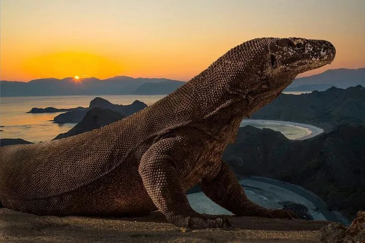 Komodo tour from Labuan Bajo sailing boat at Padar Island viewpoint during sunrise